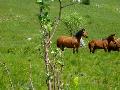 <span class='capolettera'>F</span>ree horses in <b>Toraggio's</b> fields!